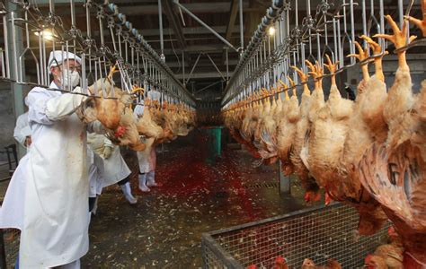 how are chickens killed in a factory